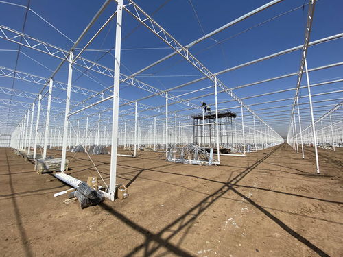 萊西 現(xiàn)代智慧農(nóng)業(yè)項目二期年內(nèi)投入使用 可年供應國際標準農(nóng)產(chǎn)品約4.3萬噸