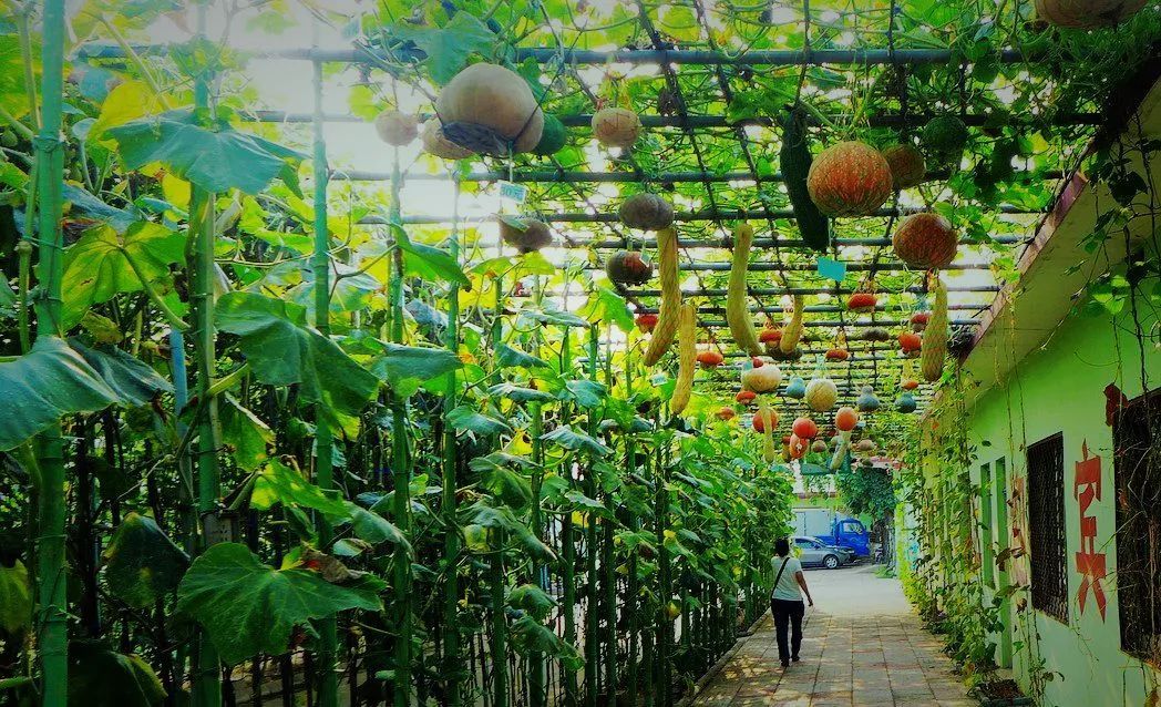 田園綜合體丨休閑農(nóng)業(yè)的7大模式30種類型