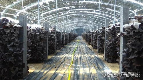 鄉村振興看新鄉 系列報道之九 平原示范區韓董莊鎮楊廠村 小木耳鋪就幸福路