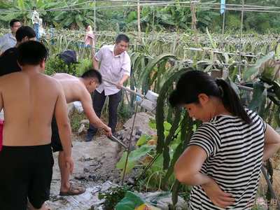 【廣州企業(yè)團建一日游|紅心火龍果采摘|傳統(tǒng)窯雞】,價格,廠家,供應(yīng)商,其他農(nóng)業(yè),廣州市花都區(qū)花山瑞鋒園火龍果種植園 - 產(chǎn)品庫