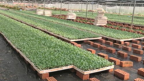 勞模引航 勞動筑夢 食品學(xué)院開展 我和全國勞模同勞動 勞動教育實(shí)踐活動