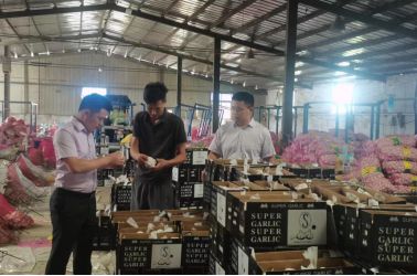 立足特色產業 推廣惠農產品 助力成武大蒜 出海遠洋