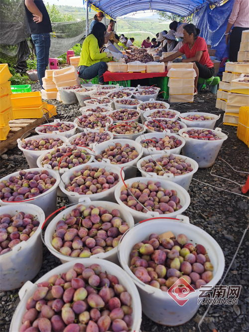 賓川西梅,蜜香甜 賓川人竟然種出了頂尖品質的西梅 縣區動態 大理頻道