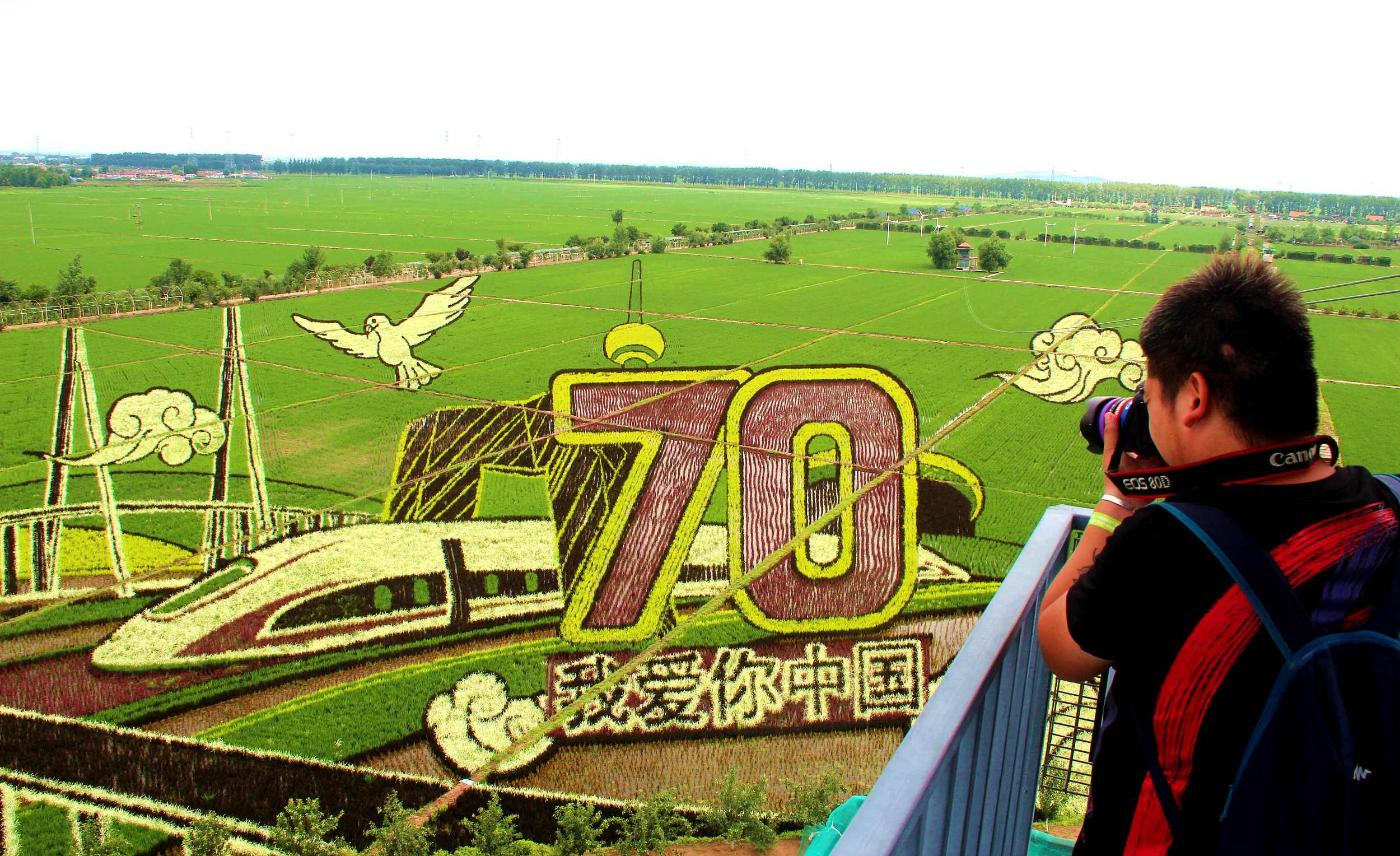 盤點各地巨幅稻田畫 獻禮新中國70周年