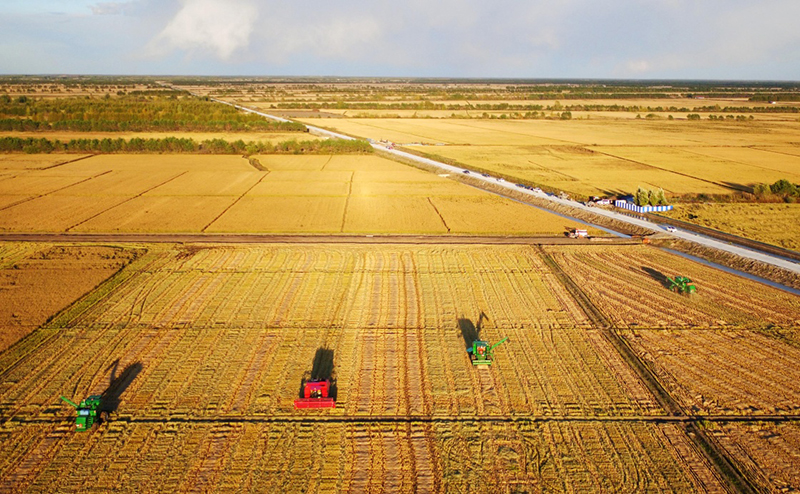 &ldquo;北大倉(cāng)&rdquo;進(jìn)入金色收獲季_圖片新聞_中國(guó)政府網(wǎng)