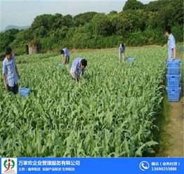 佛山萬(wàn)家歡公司 圖 農(nóng)產(chǎn)品配送流程 農(nóng)產(chǎn)品配送