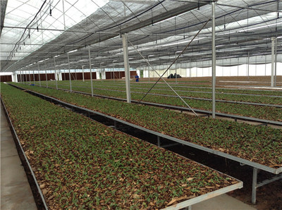 四川蔬菜溫室大棚