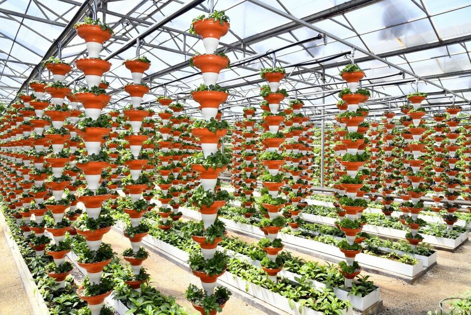 總產(chǎn)值首破萬(wàn)億元!透視山東農(nóng)業(yè)發(fā)展信號(hào)-國(guó)際在線