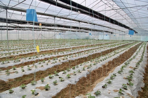 產(chǎn)品有特色,農(nóng)業(yè)有亮色 梅州梅江區(qū)農(nóng)產(chǎn)品入選 全國(guó)名特優(yōu)新農(nóng)產(chǎn)品