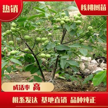 棗樹能嫁接什么樹