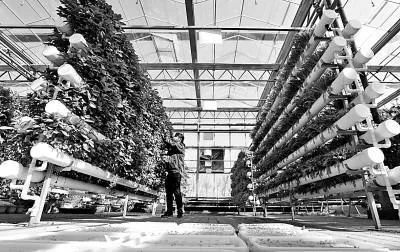 未來農業科技暢想曲:植物工廠、智慧農業、功能食品