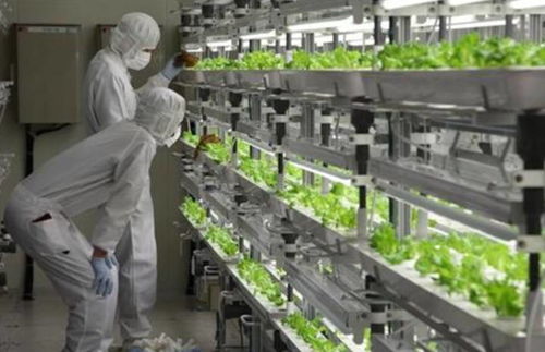 生態農業的六大發展模式