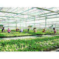 濮陽市農業產業優勢 專業生產、批發與供應一體化的現代農業基地