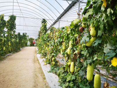 革命老區的新生 用活紅色資源，促進綠色發展農業