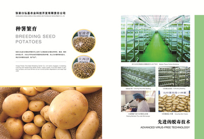 塞北馬鈴薯 農業中的黃金產業